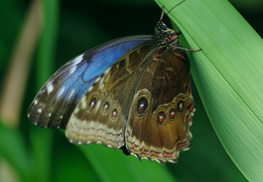 Fauna a flora