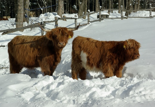 Skotský náhorní skot, Krkonoše 2007