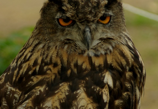 Výr velký, Bubo bubo 2007